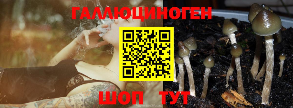 где купить наркотик  Галлюциногенные грибы MAGIC MUSHROOMS  Вход с VPN  Псилоцибиновые грибы Psilocybe  Солнечногорск 